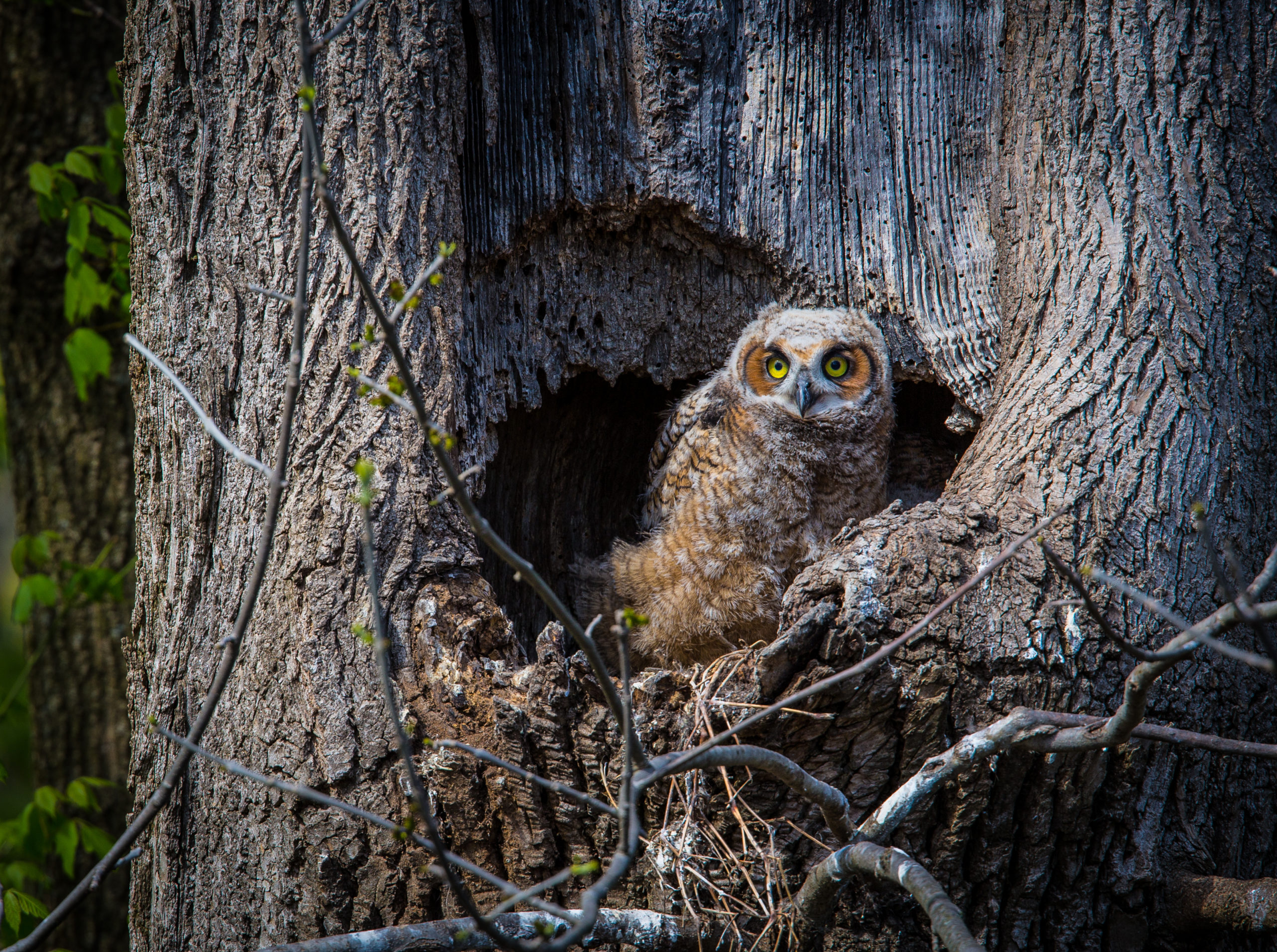 Great,Horned,Owl,Captured,Outside,Its,Nest,In,A,Tree