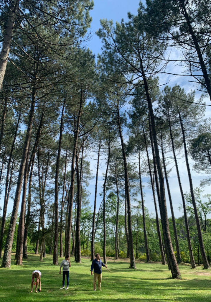 Diagnostic de grands pins à Seignosse dans les Landes